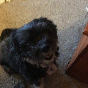 Meet your Posher, Freda